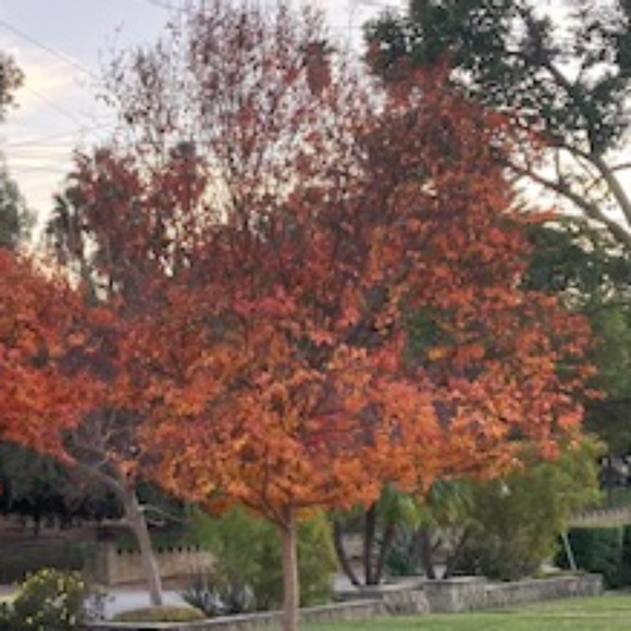 Welcome🍁🍁 - Picture 1 of 3